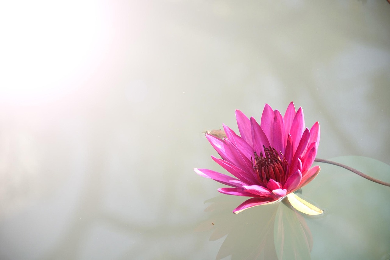 Simple Lotus365 Review India Review 2026: Bonus, App, Withdrawal Tested