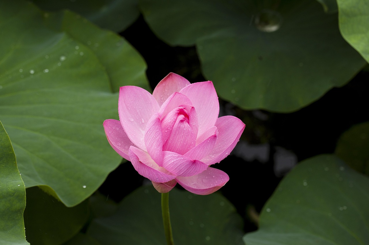Are Lotus App Download: Step-by-Step Guide for India (2026)